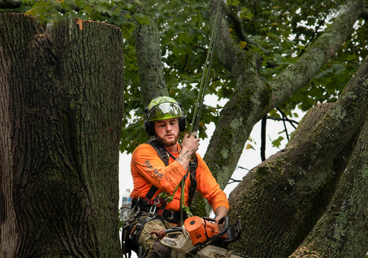 Arborists & Tree Care