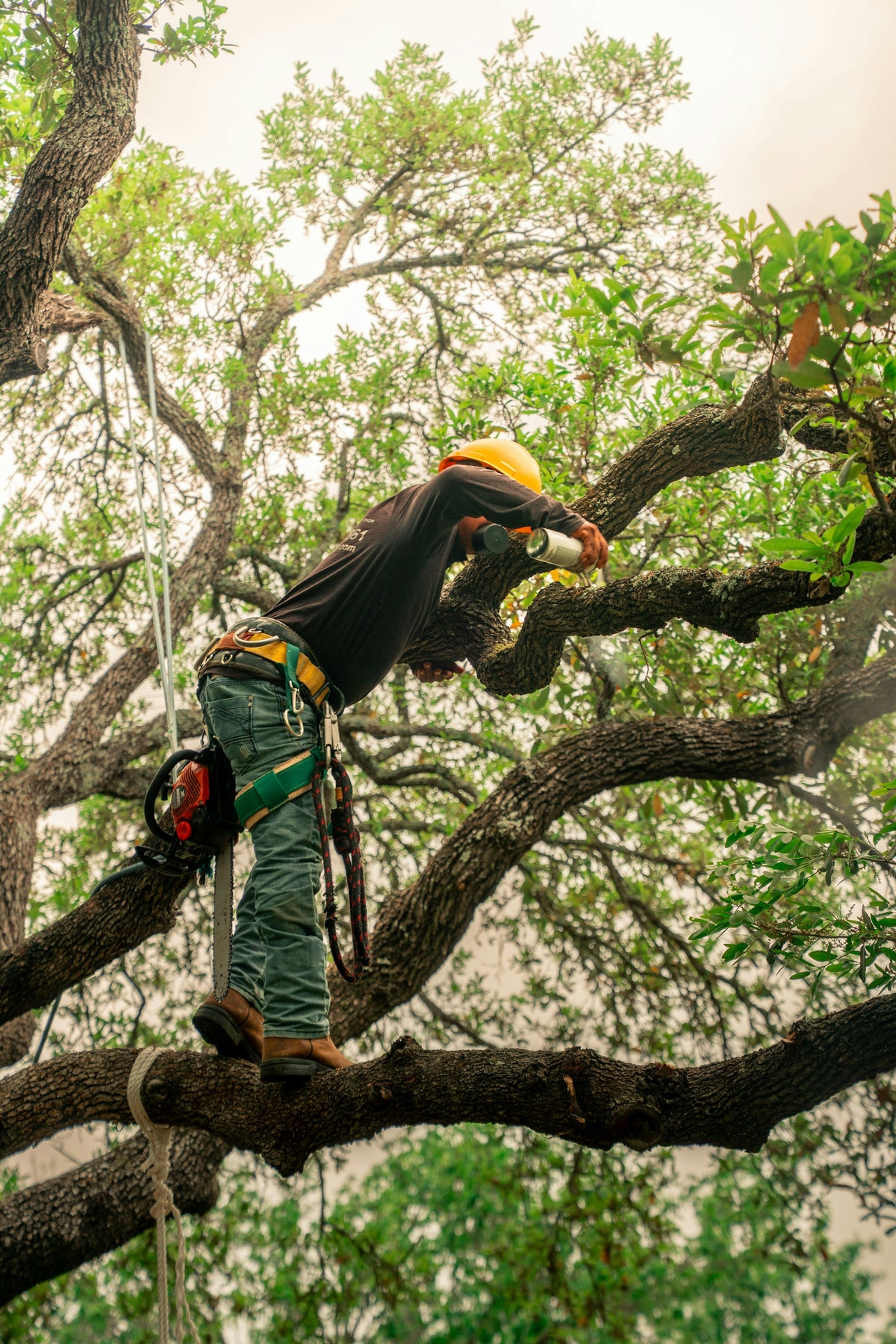 Tree Climbing Accessories