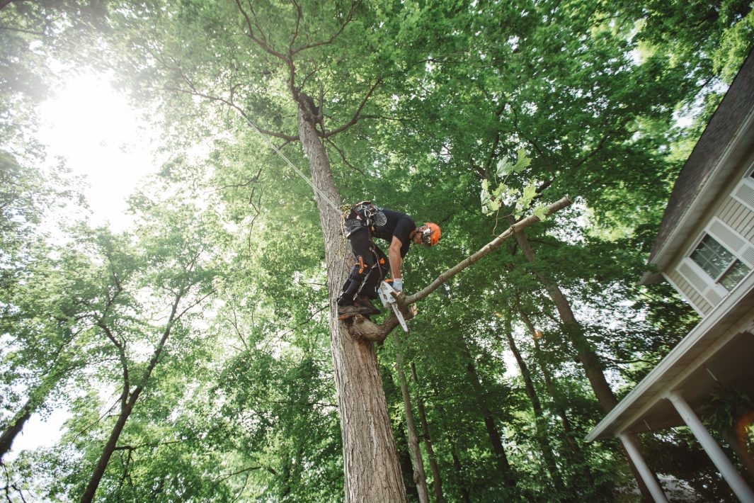 Stihl MS 194T Chainsaw